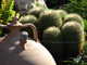 Terracotta jug and Cactus 