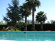 Swimming Pool and Washingtonia Robusta