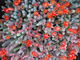 Cactus in bloom with rel flowers